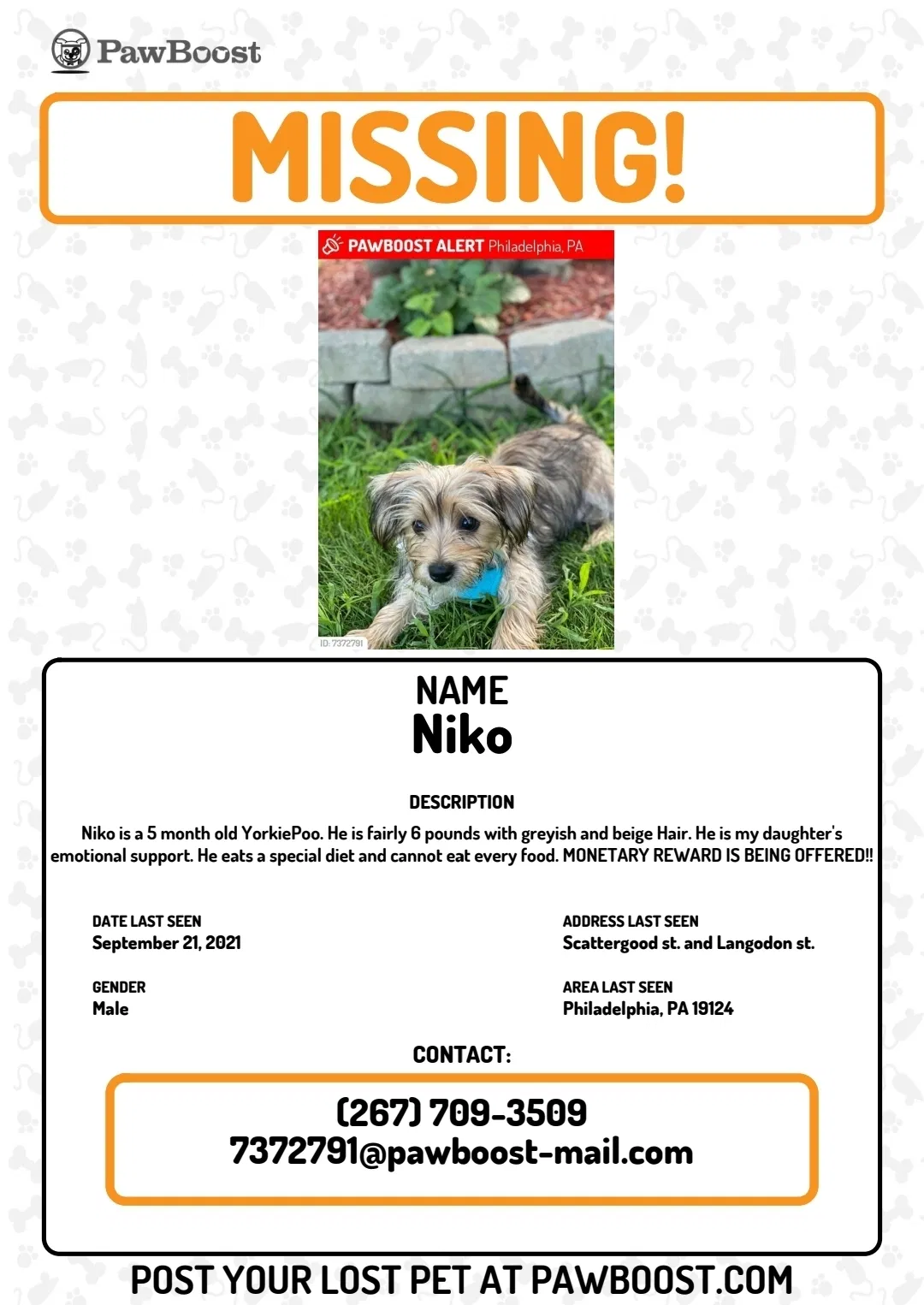 Lost dog in Philadelphia, PA, 19124