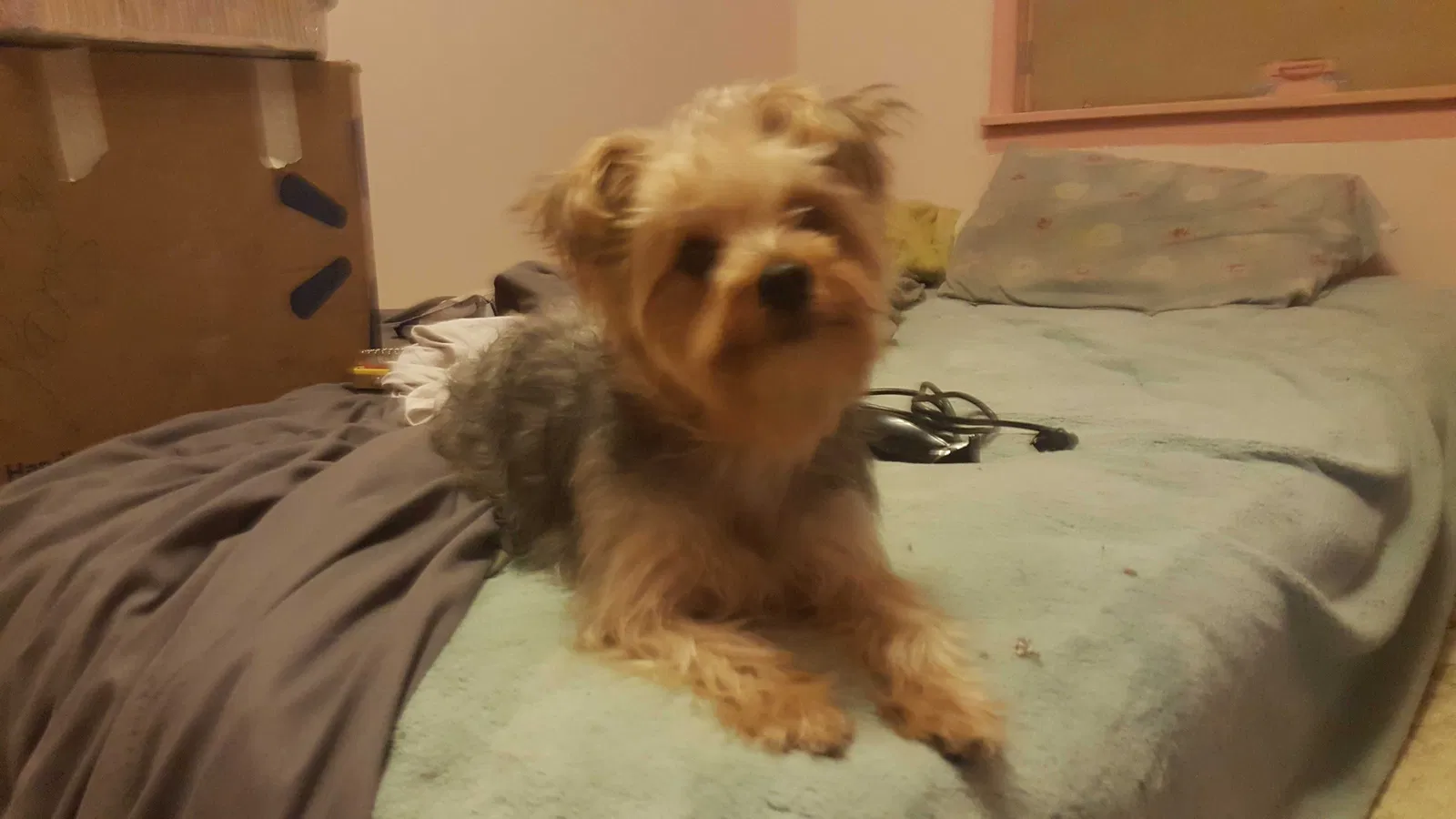 Lost dog in Saint Paul, MN, 55106