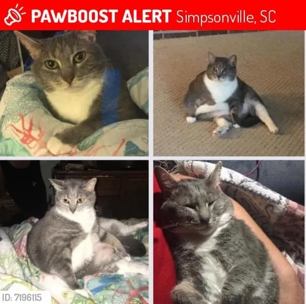Lost cat in Simpsonville, SC, 29681