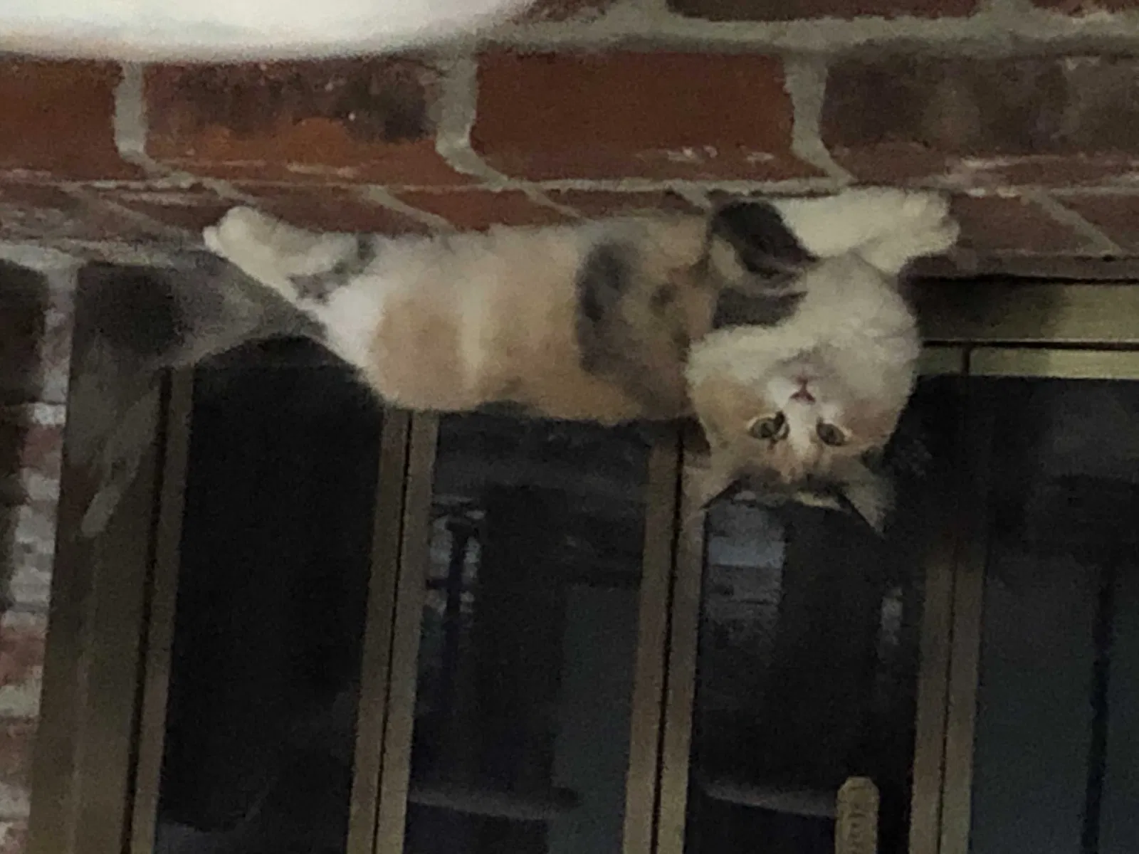 Lost cat in Mount Aukum, CA, 95656
