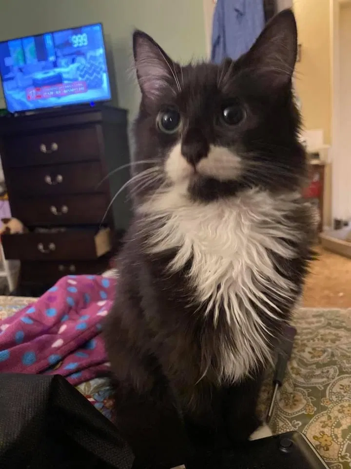 Lost cat in Fountain Inn, SC, 29644