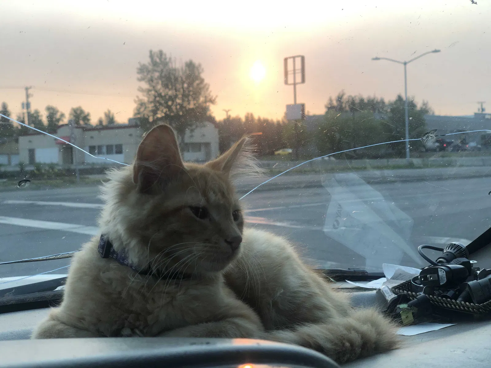 Lost cat in Fairbanks, AK, 99701