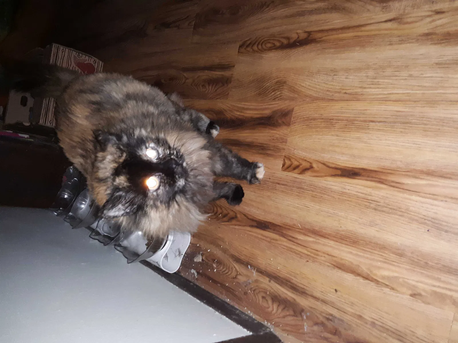 Lost cat in Olympia, WA, 98501