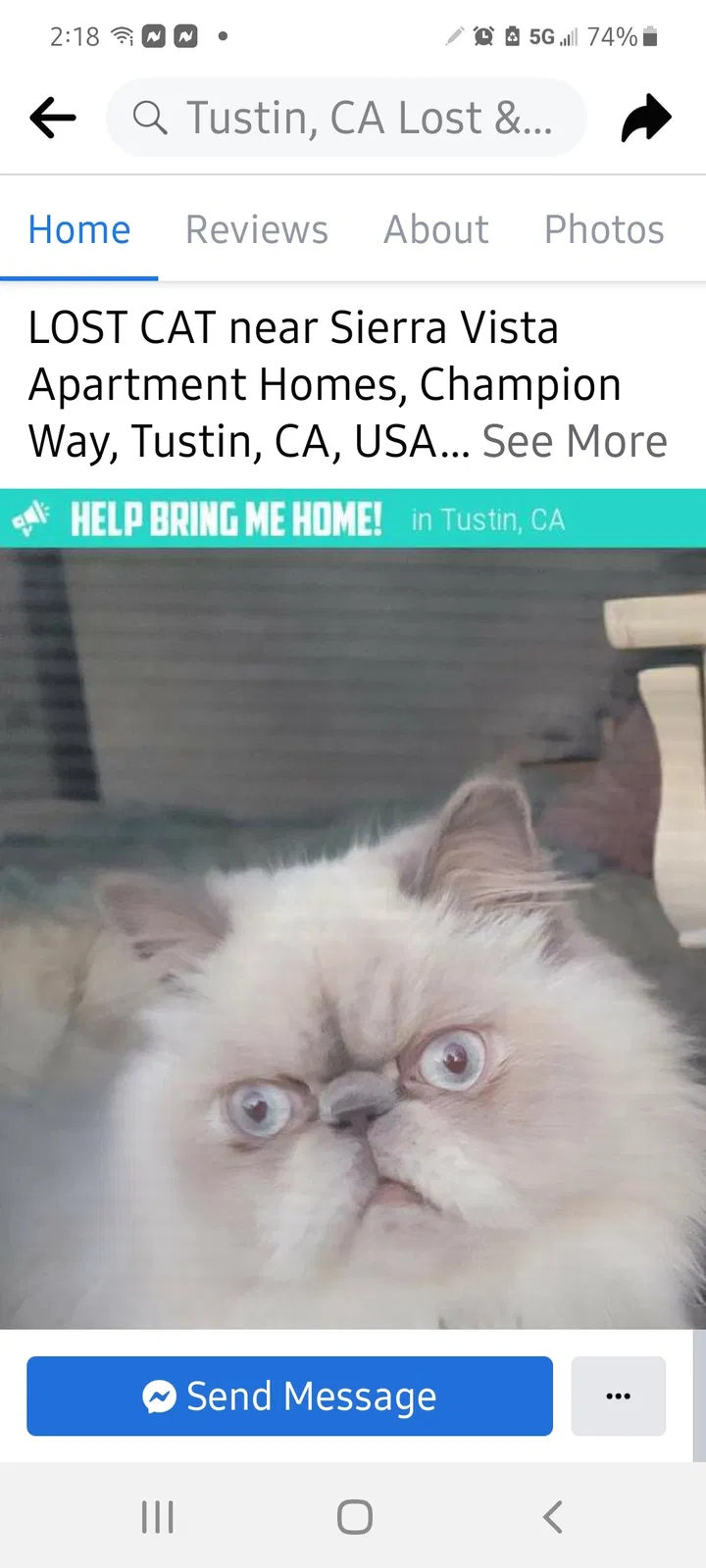 Found cat in Tustin, CA, 92782