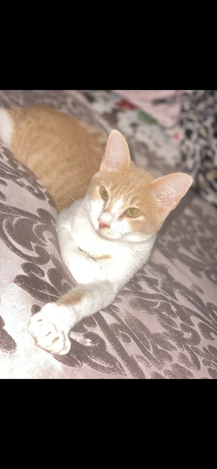 Lost cat in Foxworth, MS, 39483