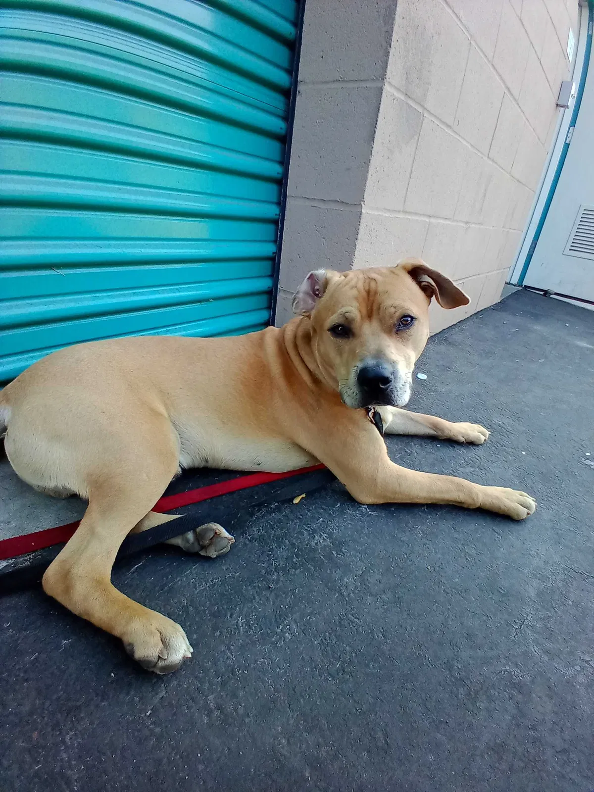 Lost dog in Chino Hills, CA, 91709