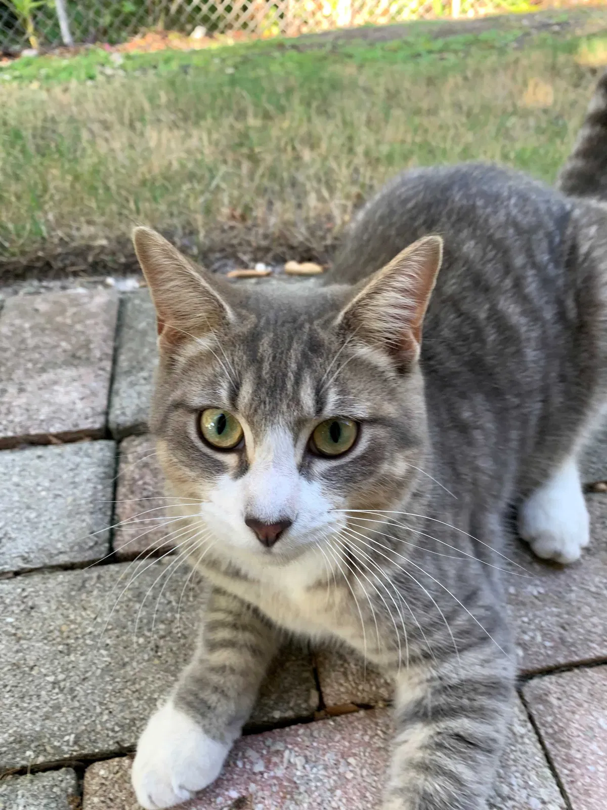 Lost cat in Miami, FL, 33145