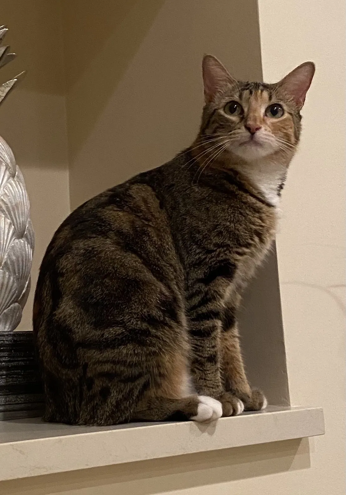 Lost cat in Pompano Beach, FL, 33062