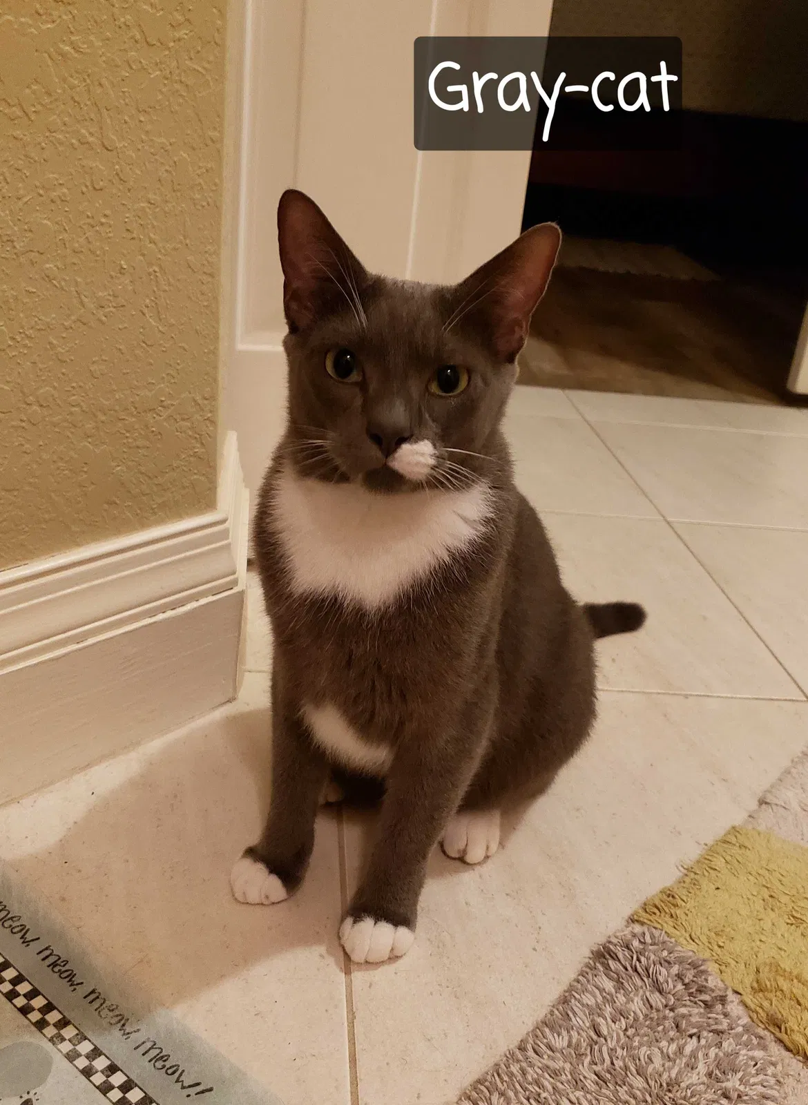 Lost cat in Deland, FL, 32720