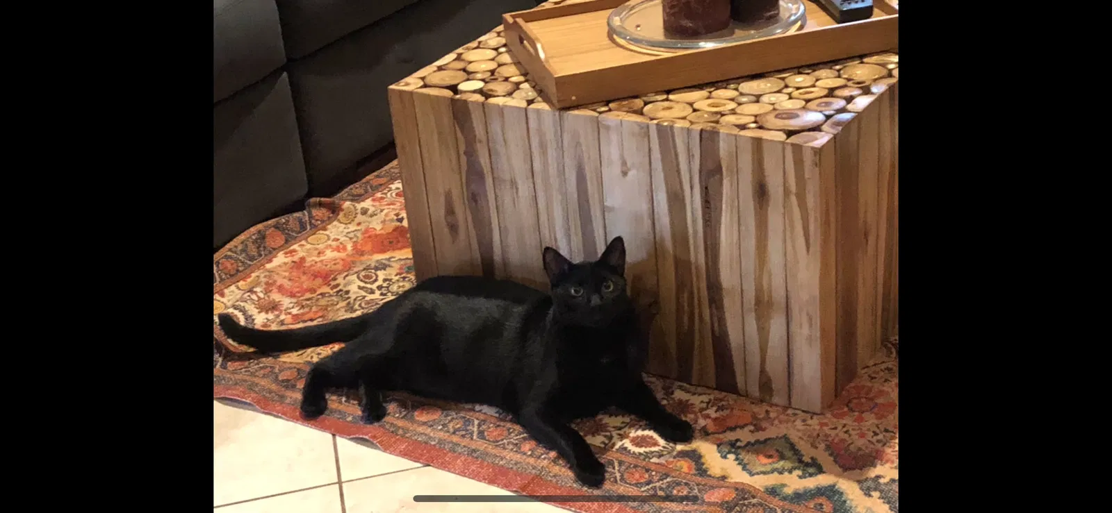 Lost cat in Miami, FL, 33176