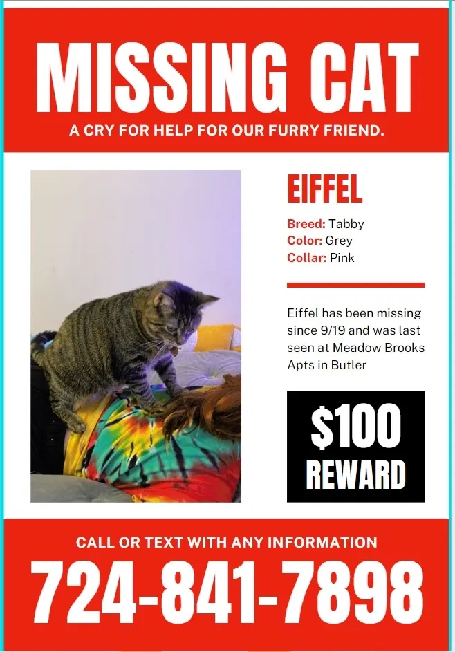 Lost cat in Butler, PA, 16001