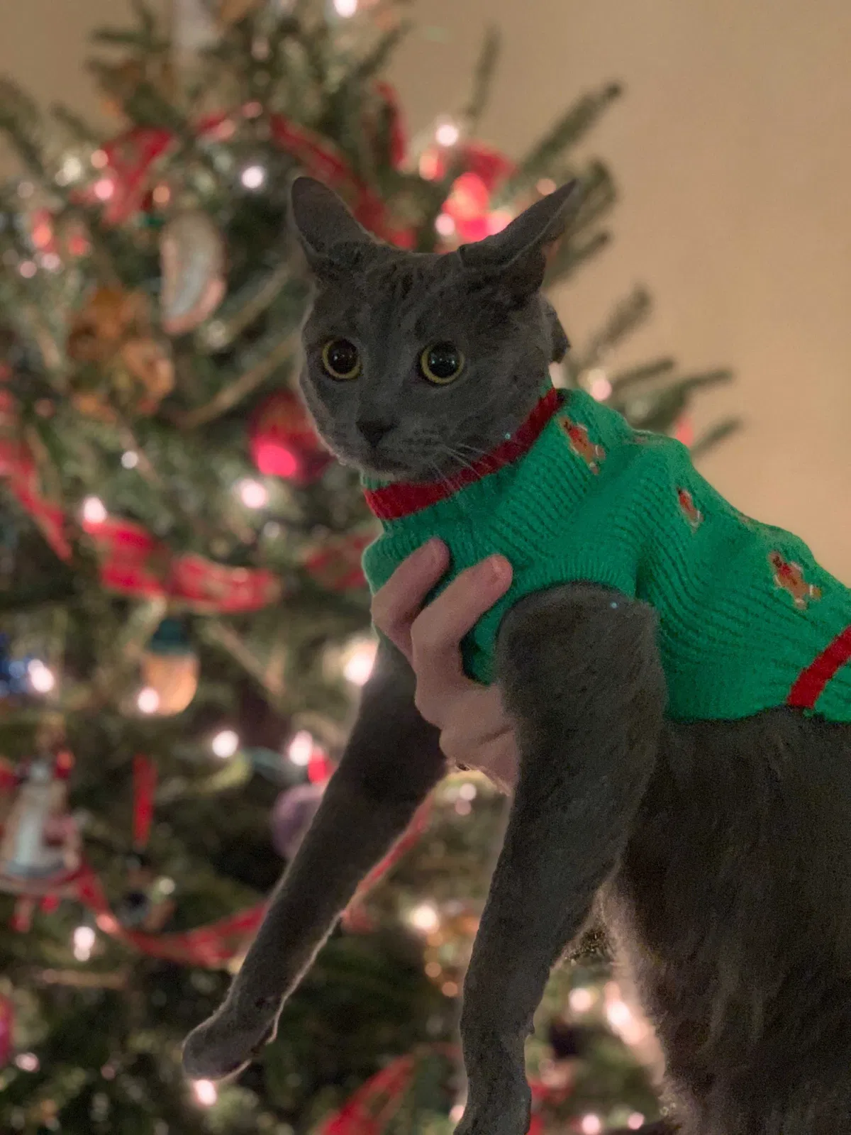 Lost cat in Ann Arbor, MI, 48104