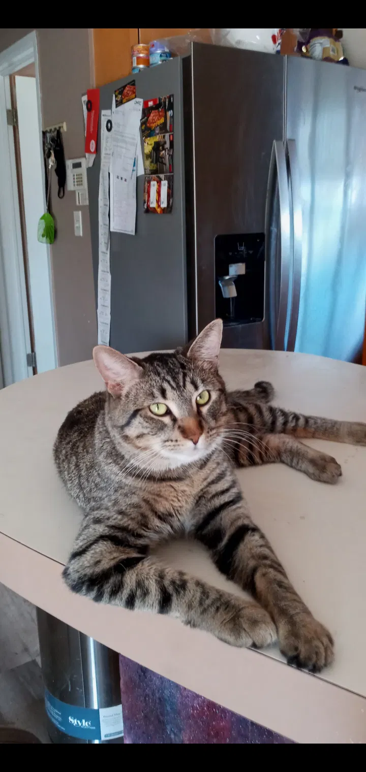 Lost cat in Warren, MI, 48088