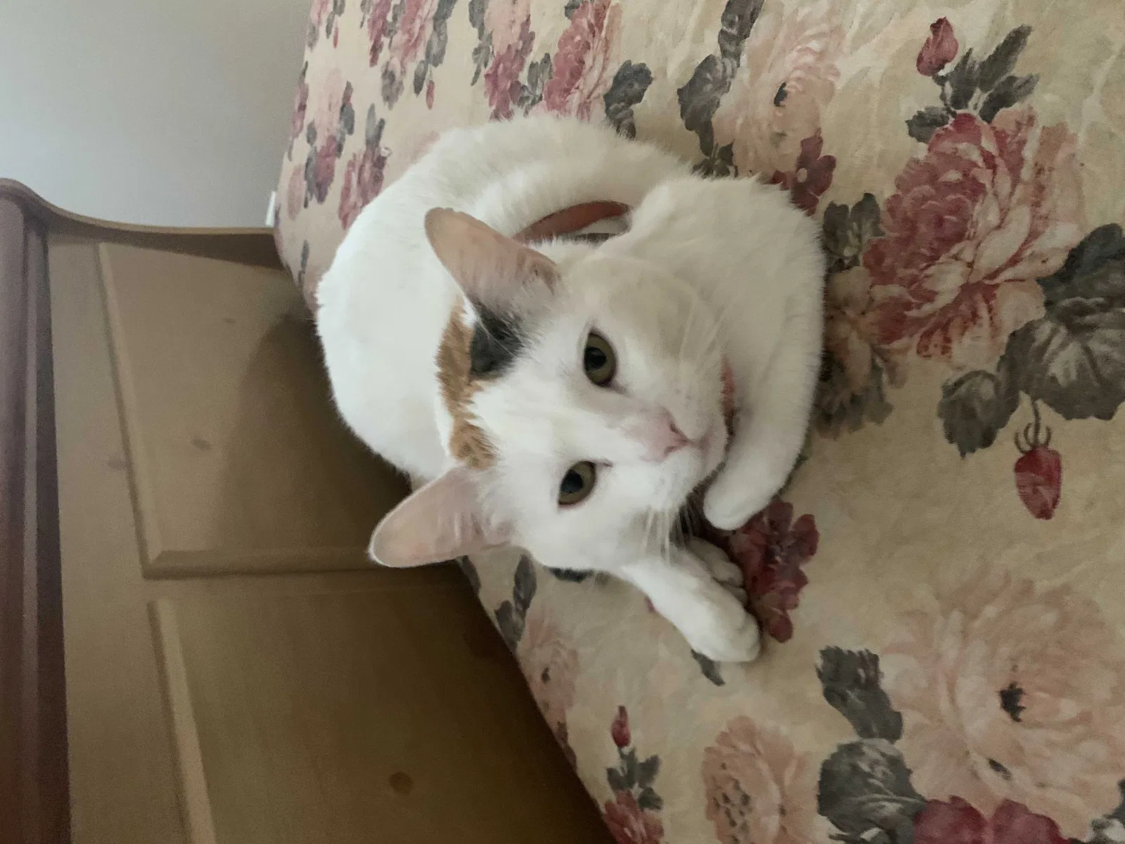 Lost cat in Denver, CO, 80233