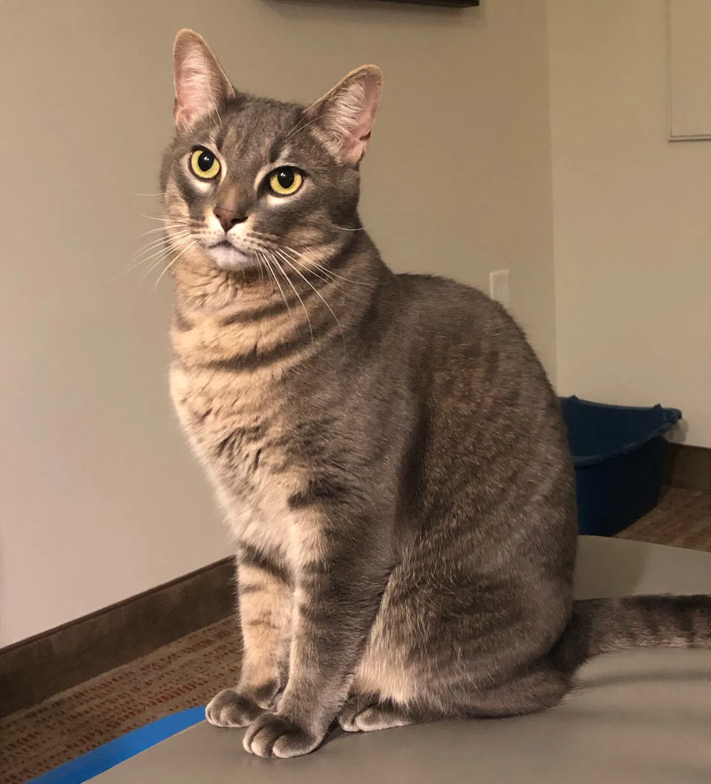 Lost cat in Ponte Vedra Beach, FL, 32082