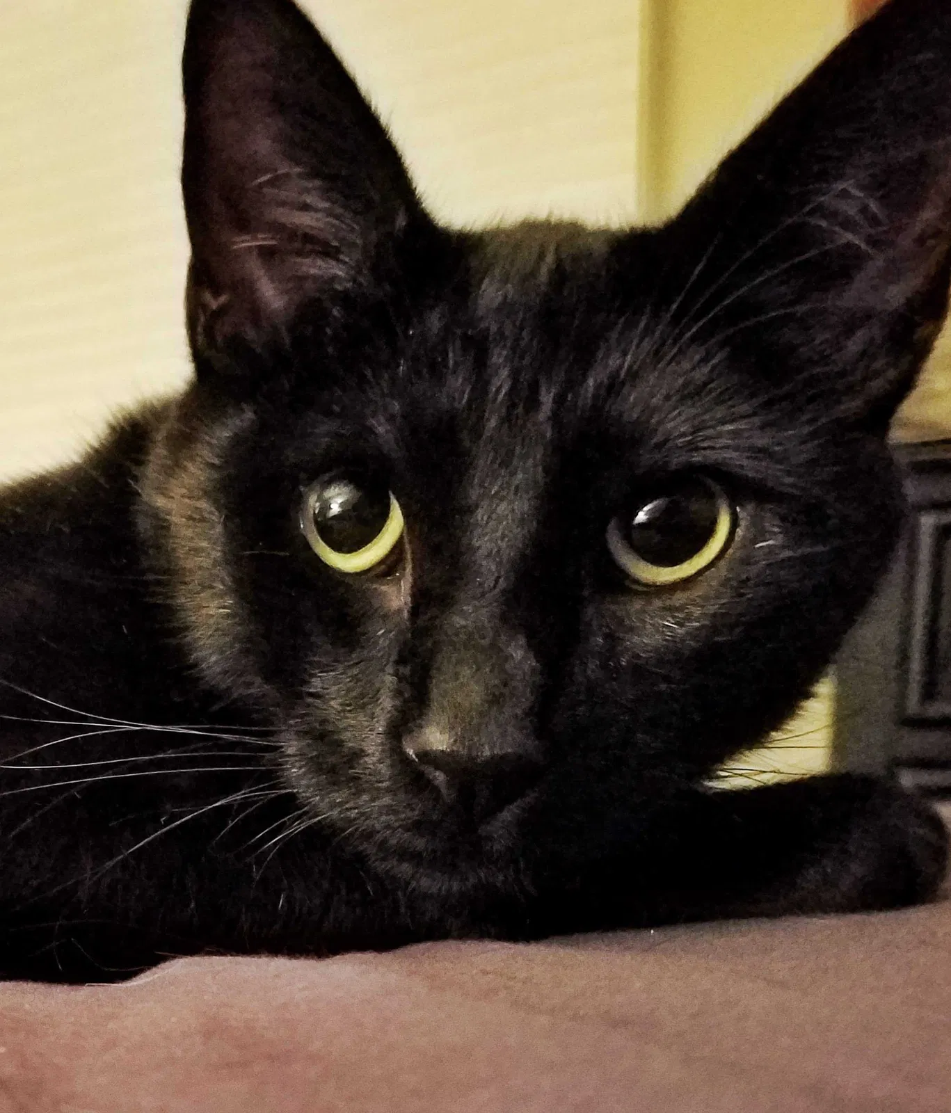 Lost cat in Los Altos, CA, 94024
