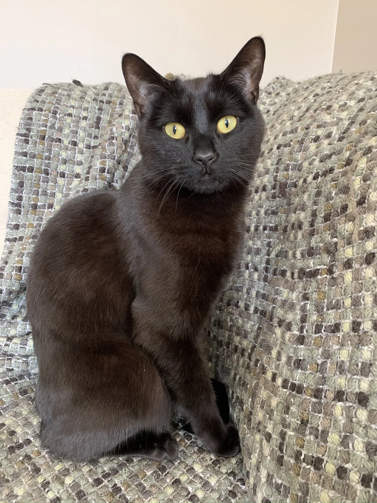 Lost cat in Berkley, MI, 48072