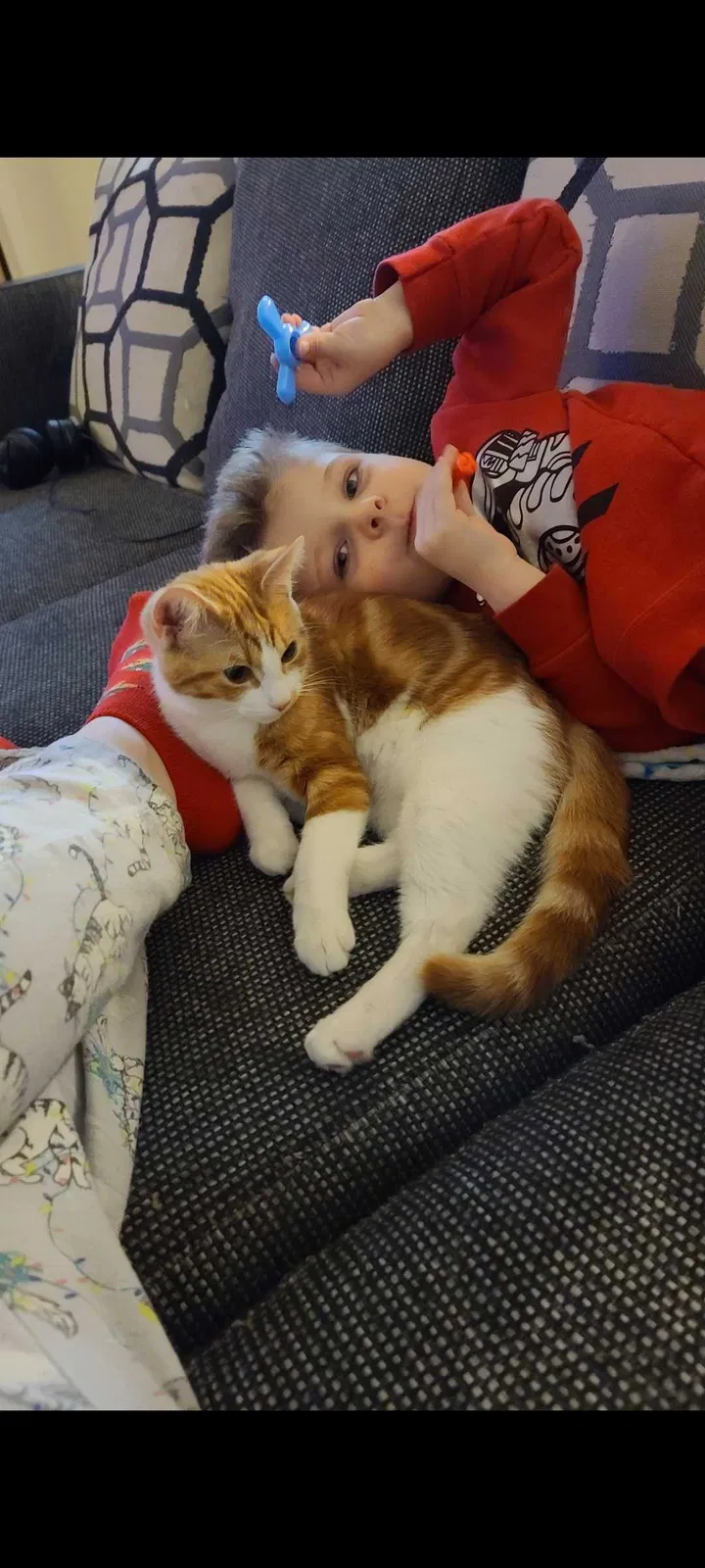 Lost cat in Holland, MI, 49424