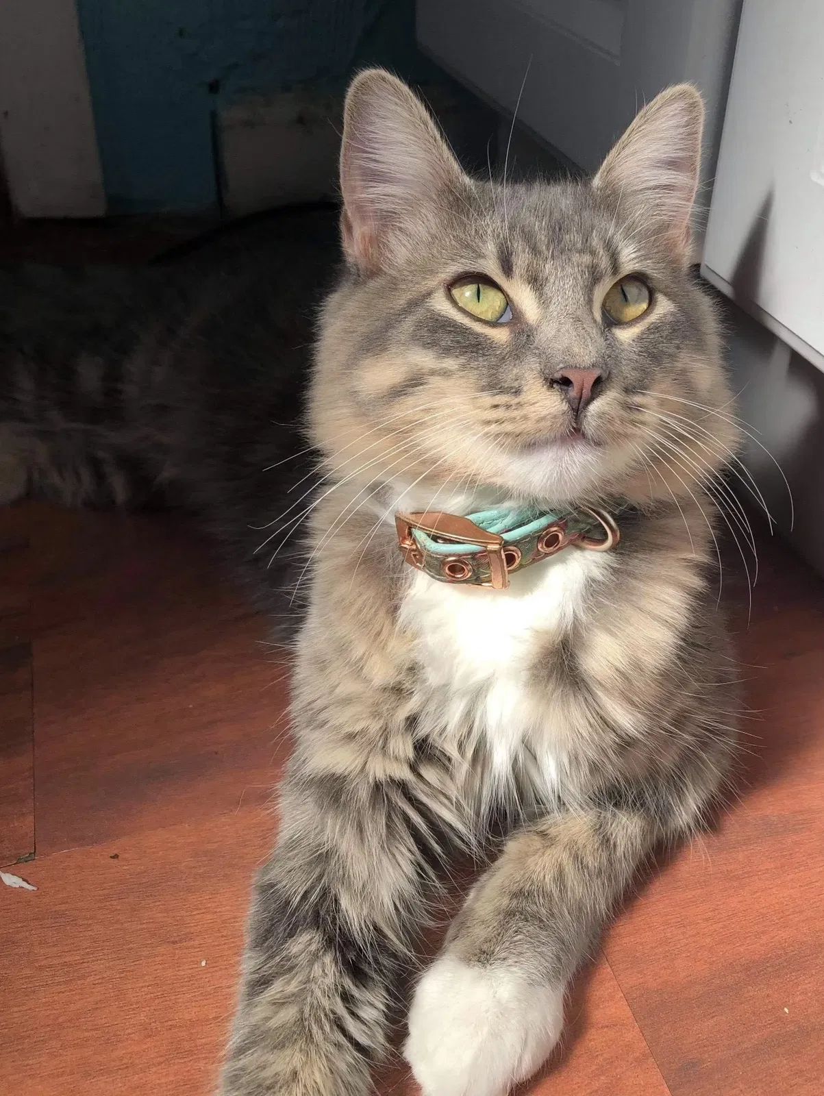 Lost cat in Magnolia, TX, 77354