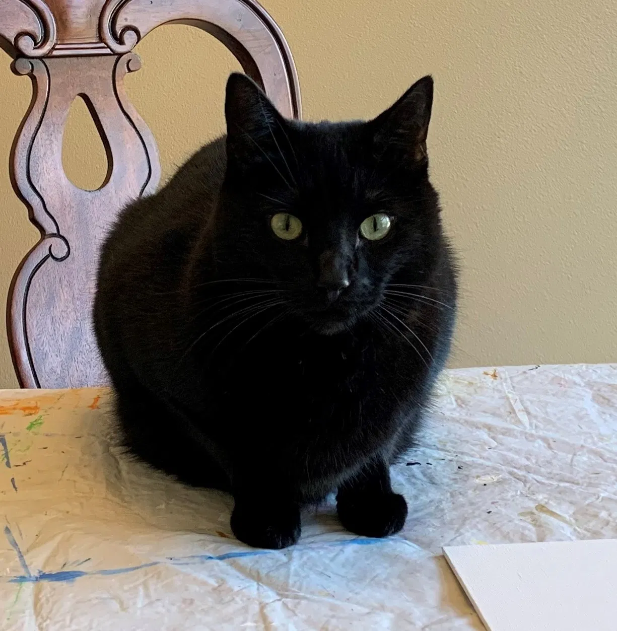 Lost cat in Brush Prairie, WA, 98606