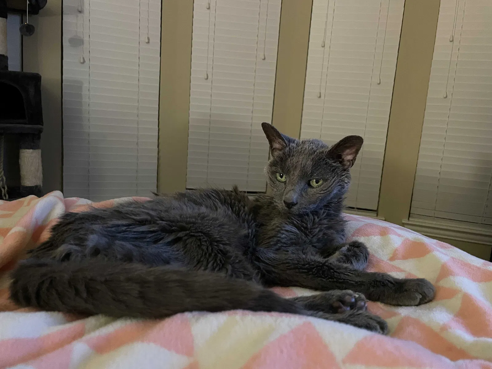 Lost cat in Buda, TX, 78610