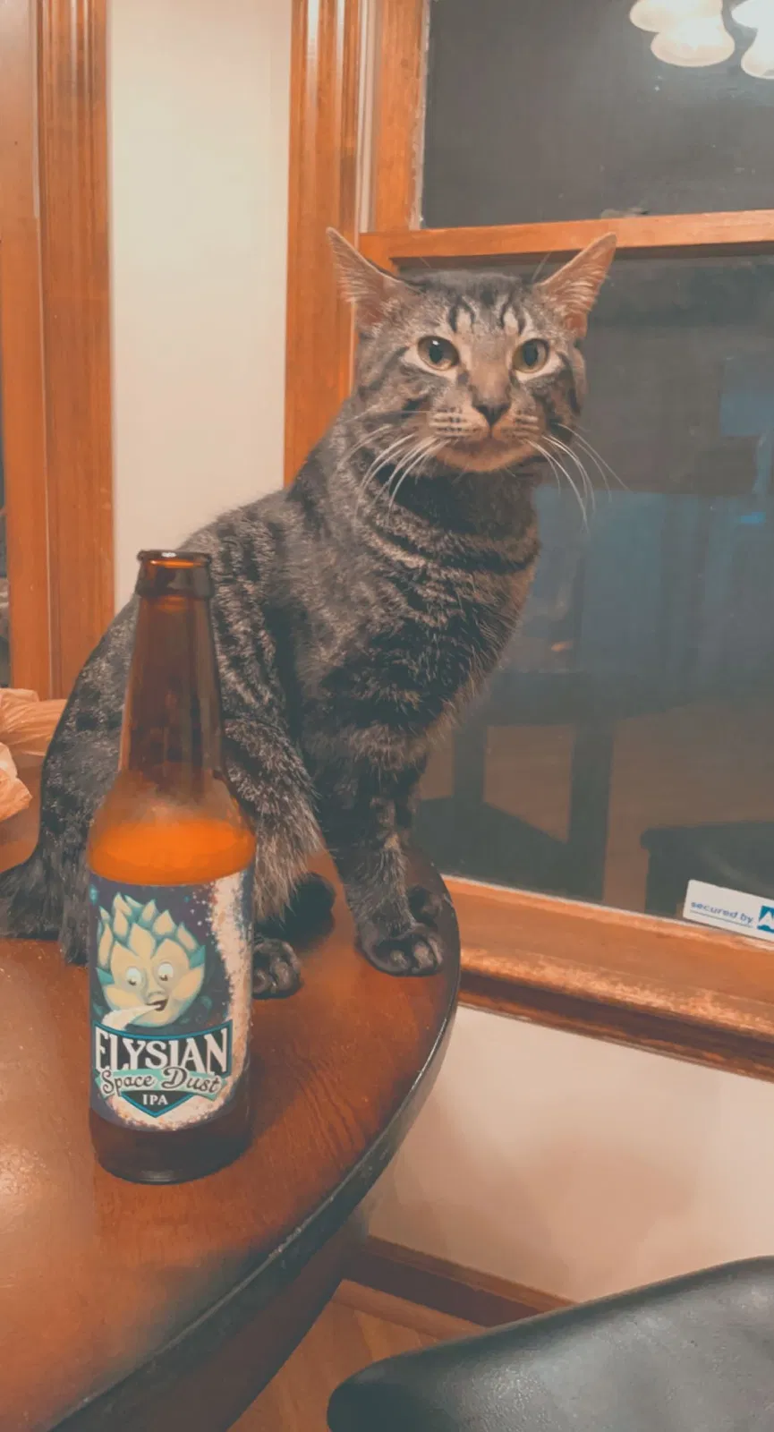 Lost cat in Fayetteville, NC, 28314