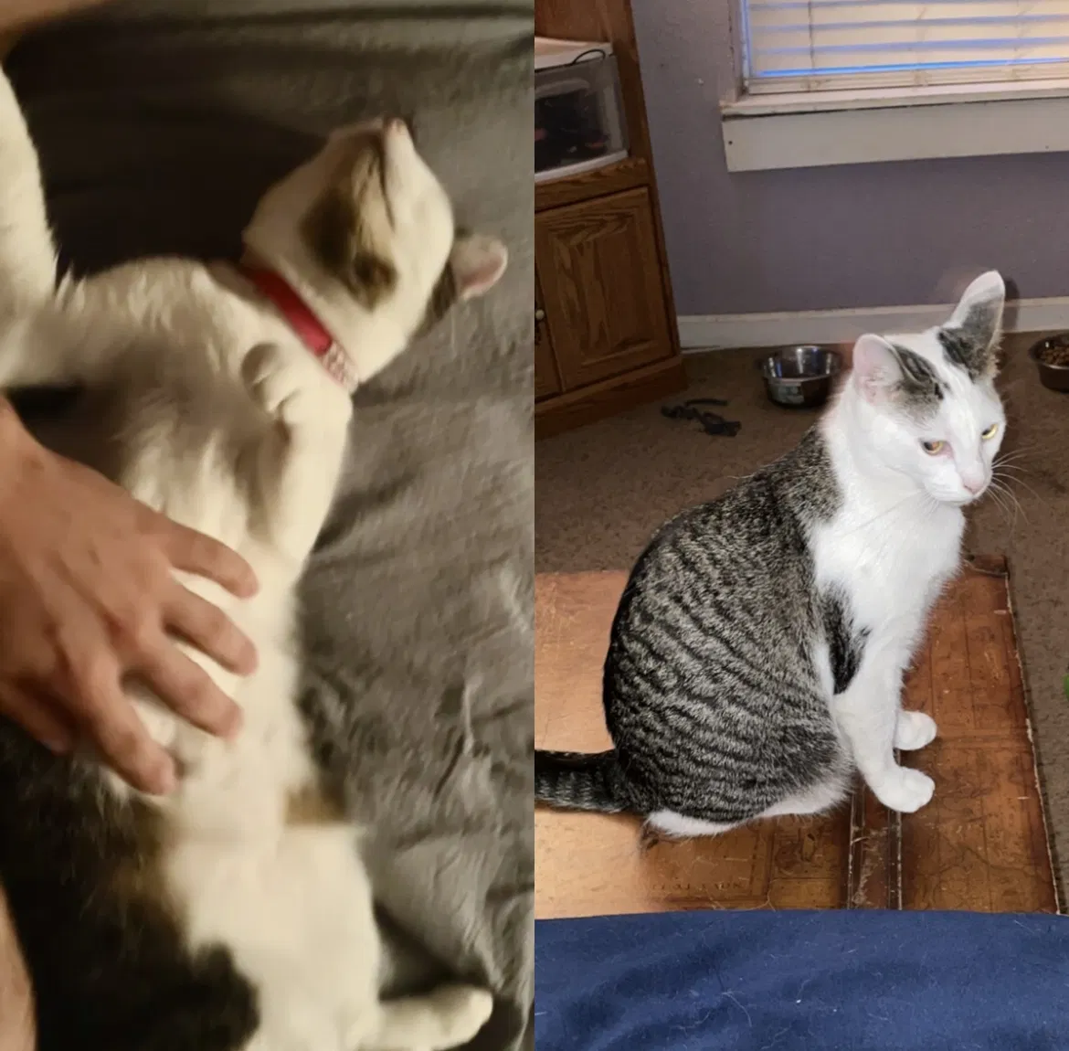 Lost cat in Soddy Daisy, TN, 37379