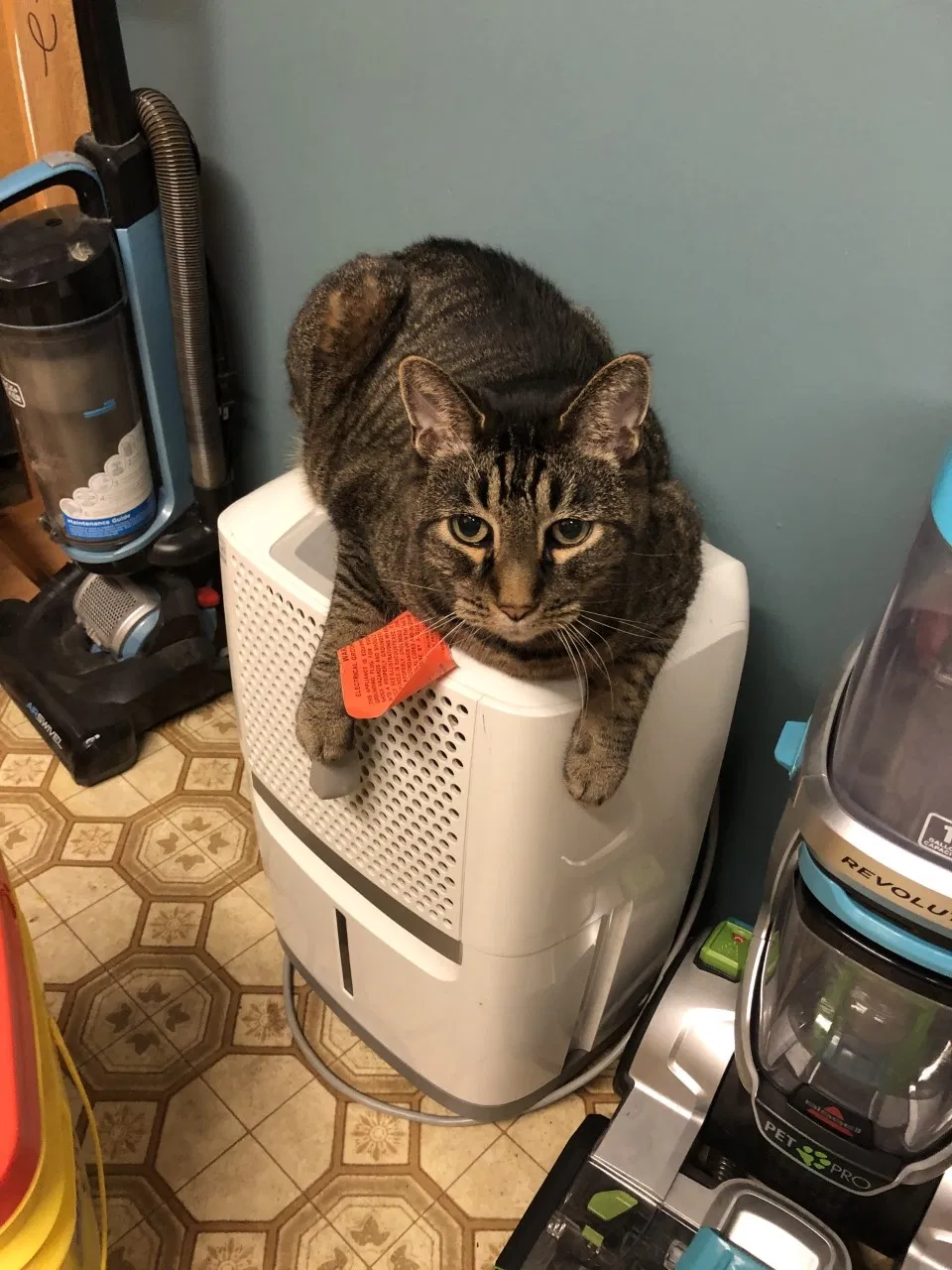 Lost cat in Saint Paul, MN, 55118