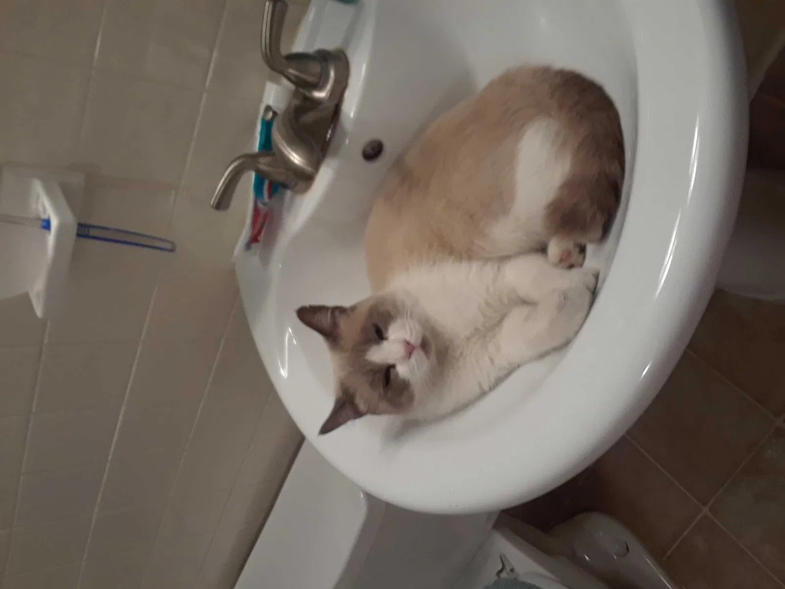Lost cat in Fort Worth, TX, 76133