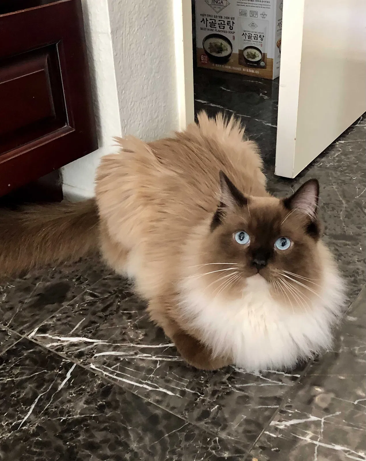 Lost cat in Diamond Bar, CA, 91765