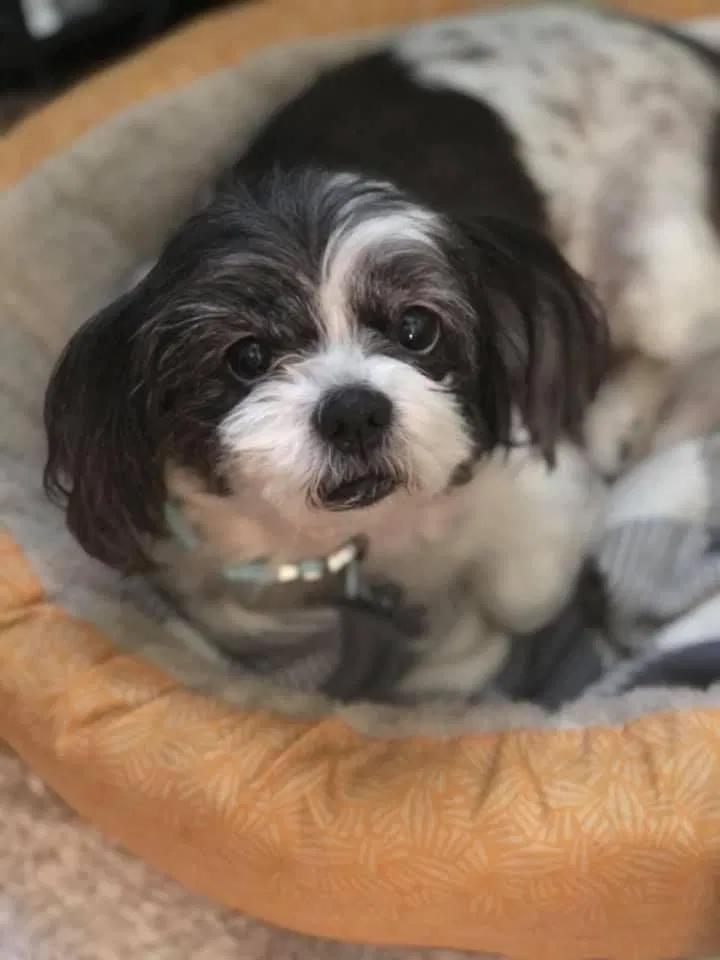 Lost dog in Indianapolis, IN, 46226