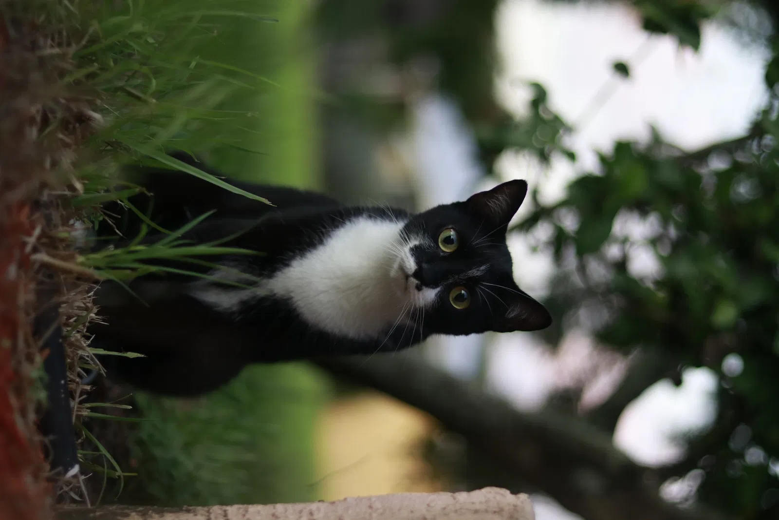 Lost cat in Cape Coral, FL, 33904