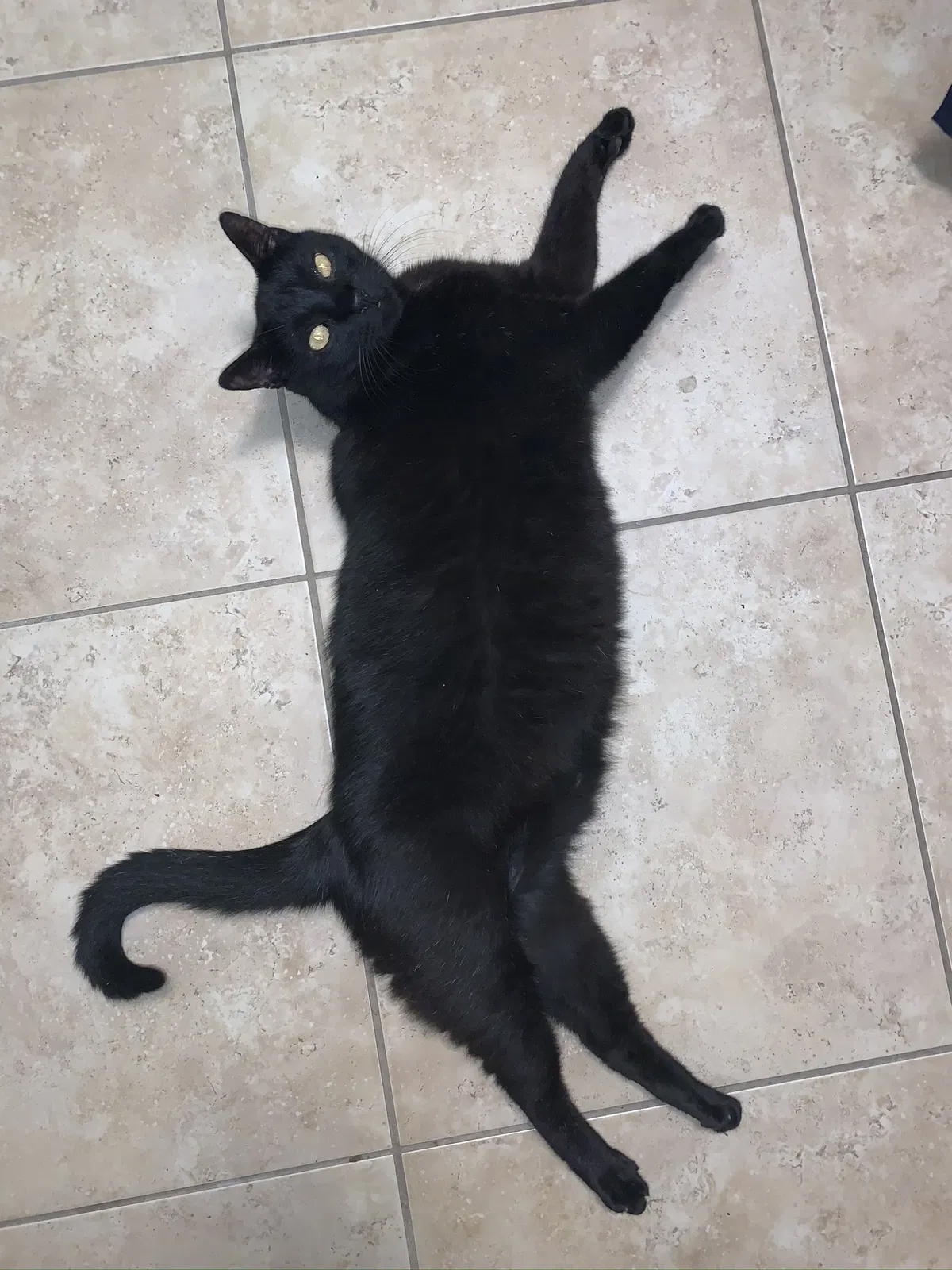 Lost cat in Largo, FL, 33770