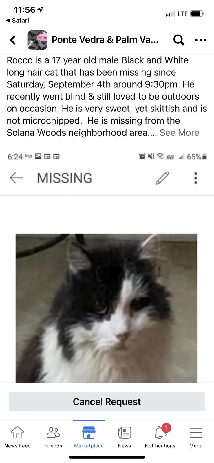 Lost cat in Ponte Vedra Beach, FL, 32082
