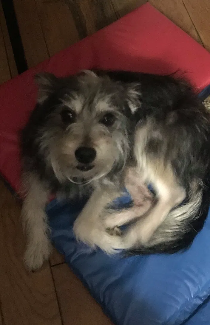 Lost dog in New Orleans, LA, 70115