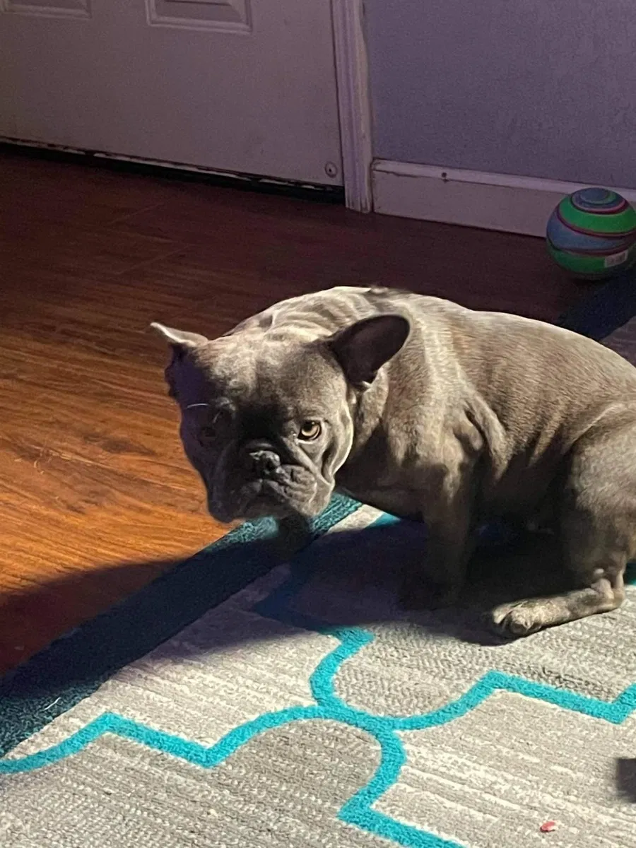 Lost dog in Sacramento, CA, 95842