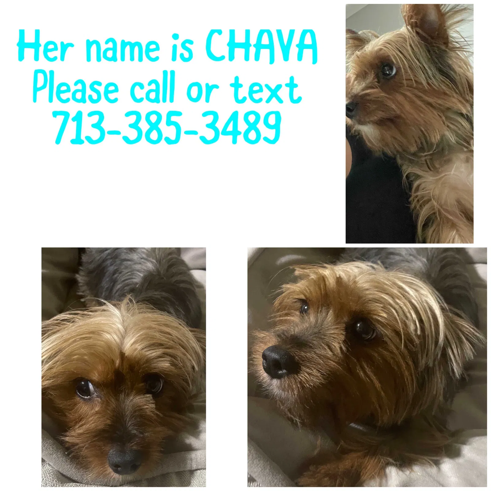 Lost dog in Houston, TX, 77091