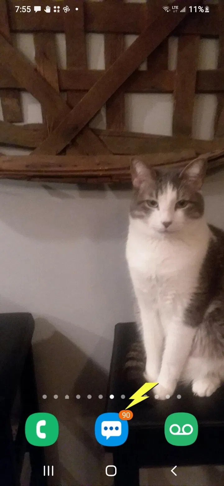 Lost cat in Winder, GA, 30680
