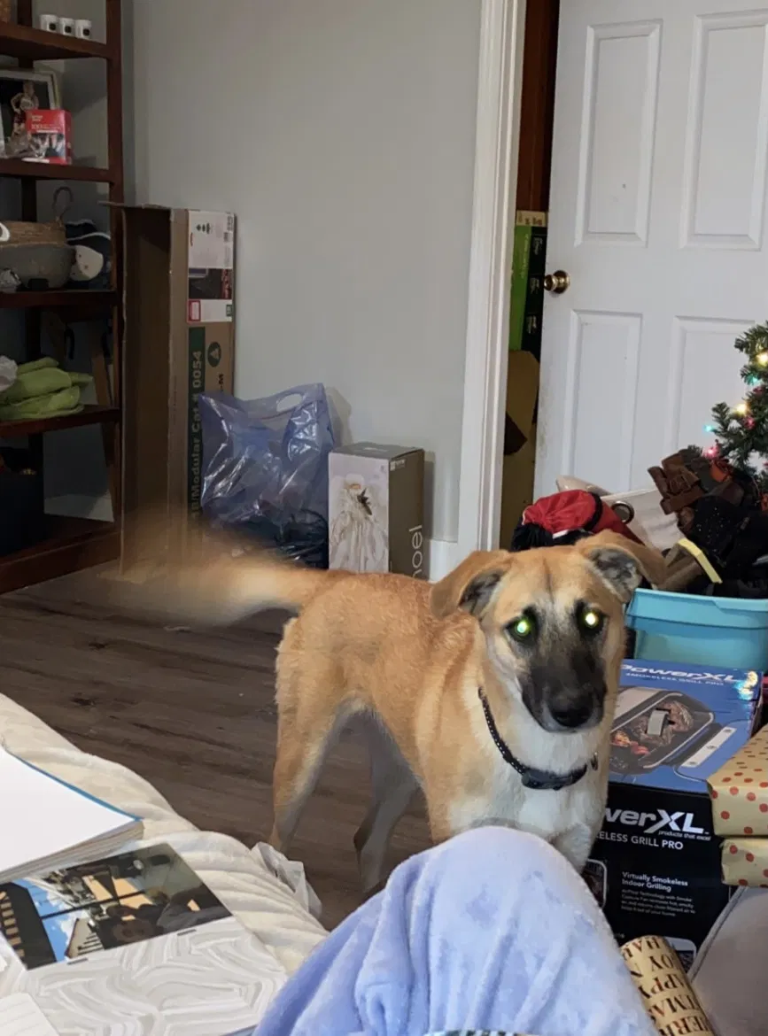 Lost dog in Conway, AR, 72034