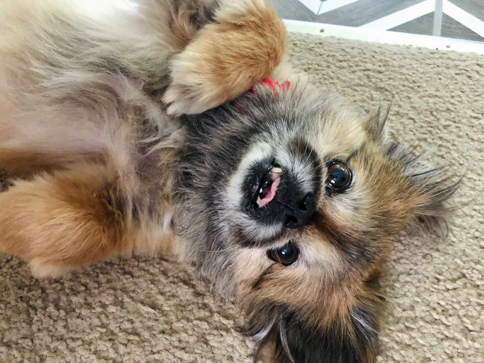 Lost dog in Washington, MO, 63090