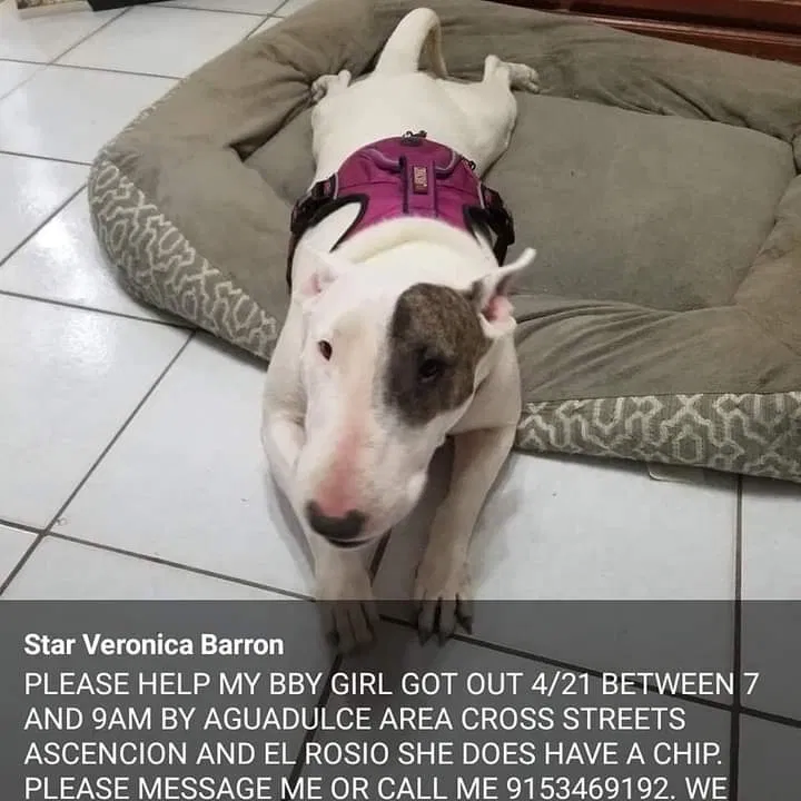 Lost dog in El Paso, TX, 79928