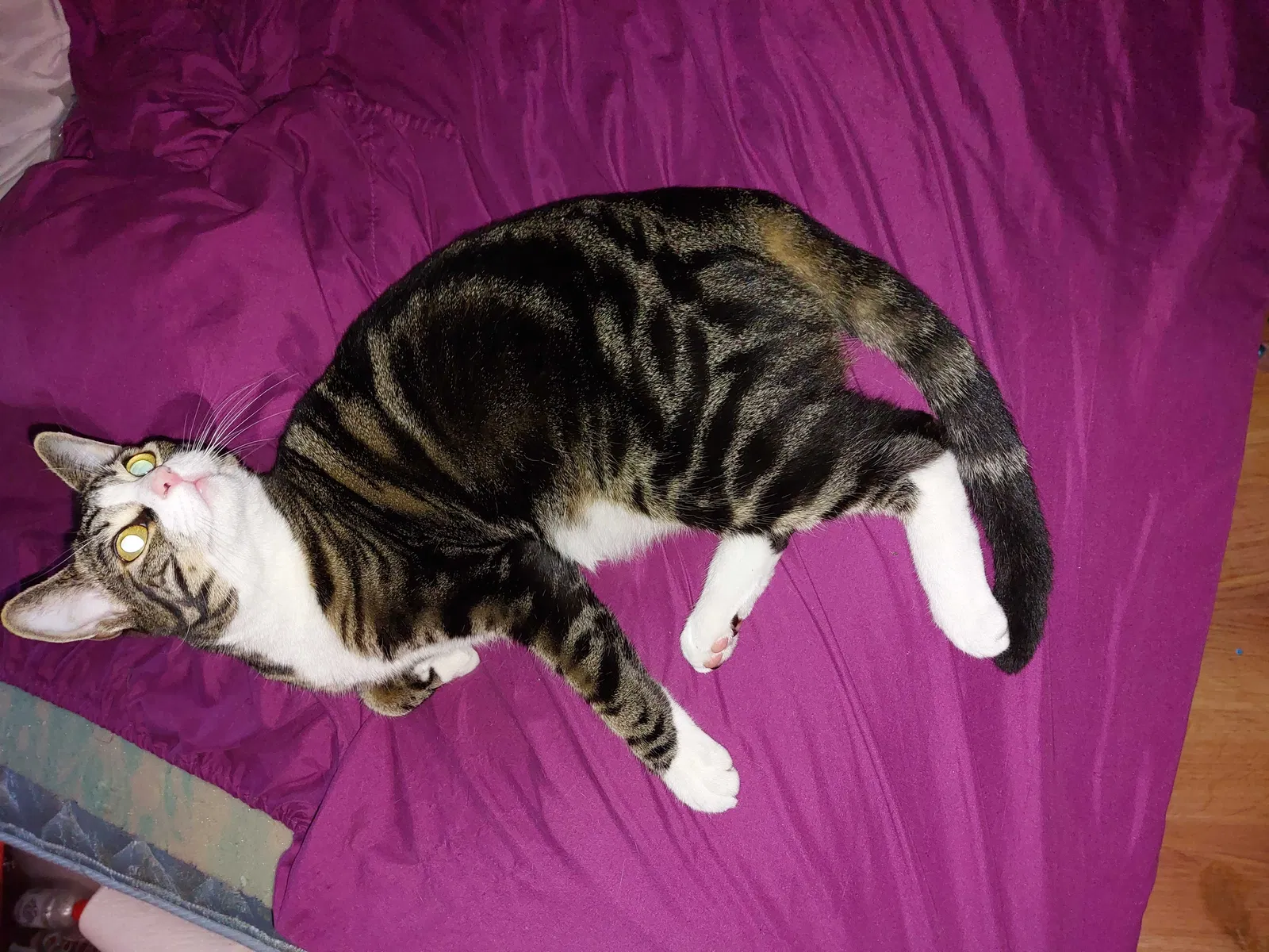Lost cat in Sun City, CA, 92587