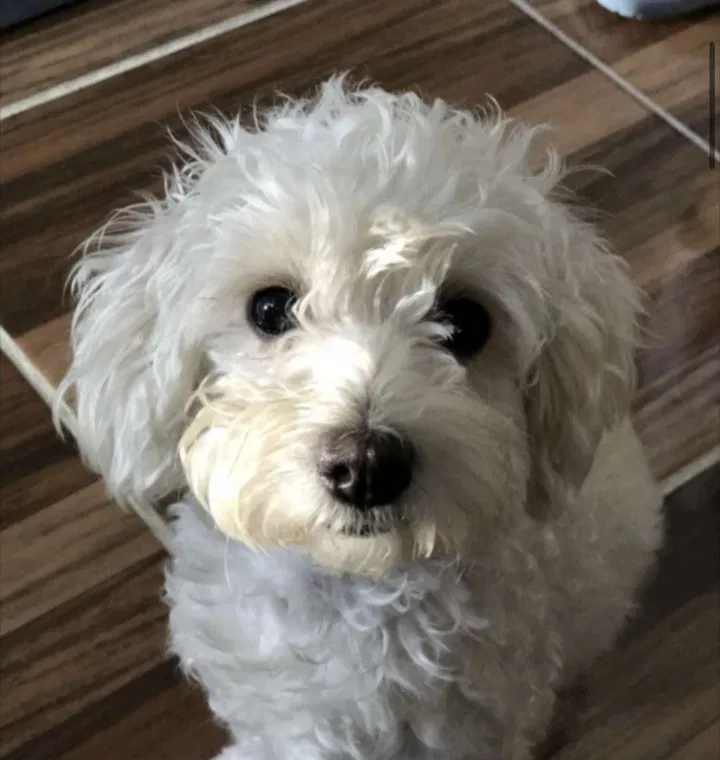 Lost dog in San Diego, CA, 92113