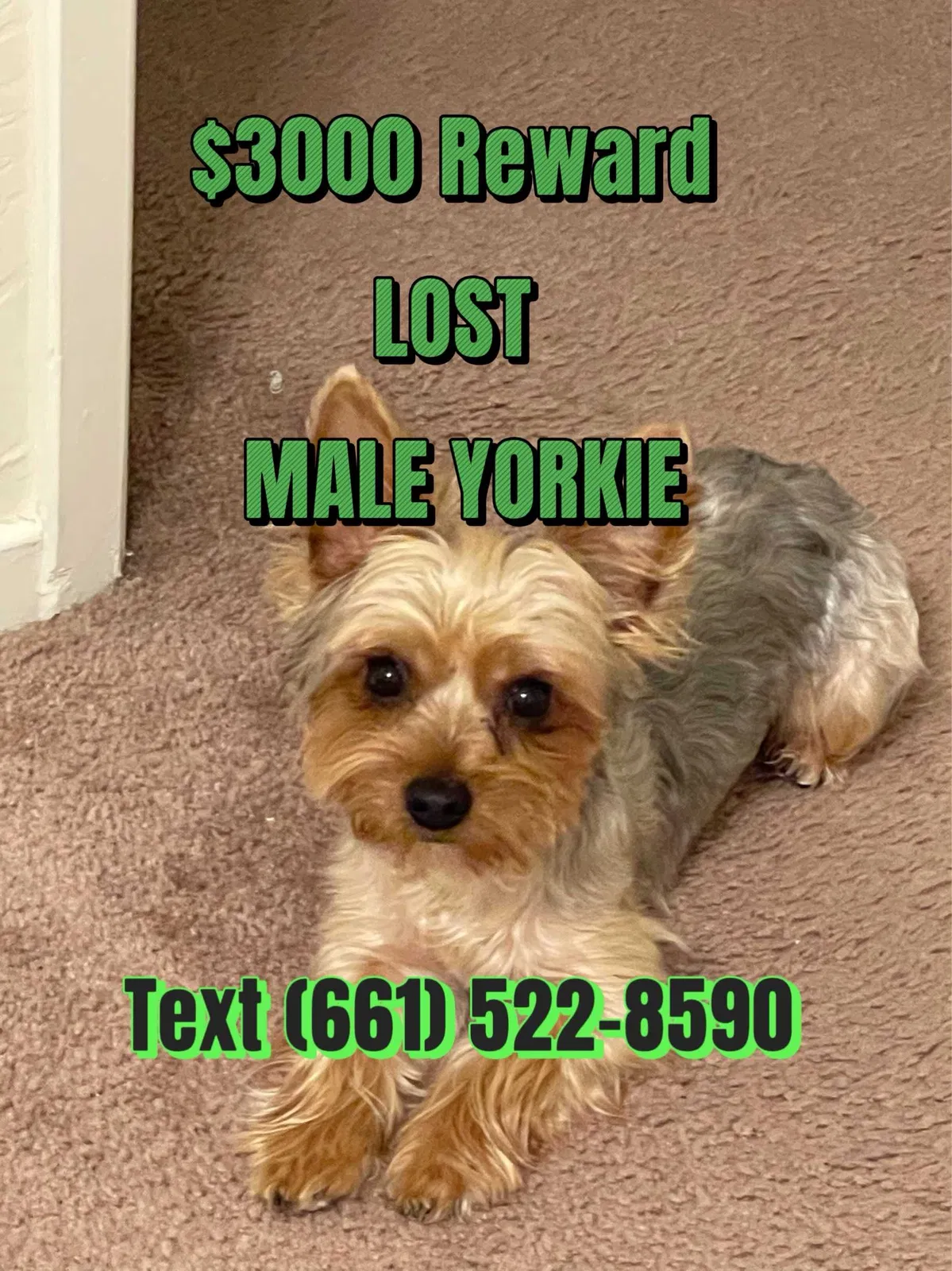 Lost dog in Bakersfield, CA, 93307