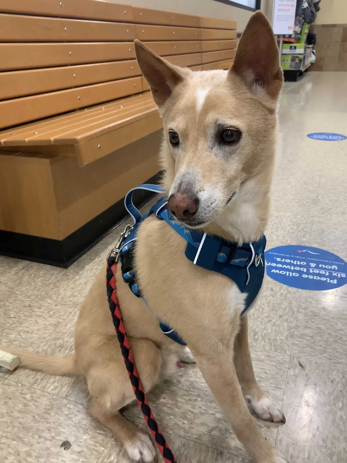 Lost dog in Markham, IL, 60428