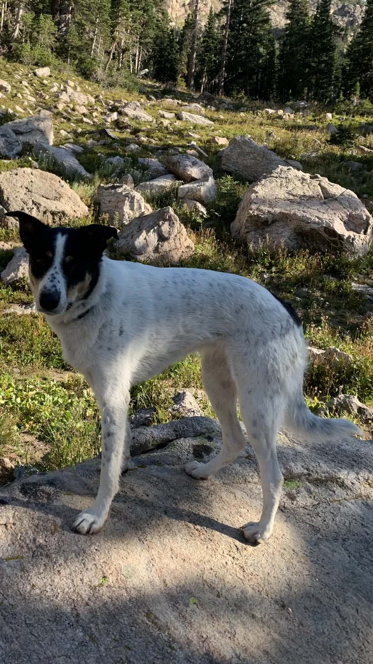 Lost dog in Nederland, CO, 80466