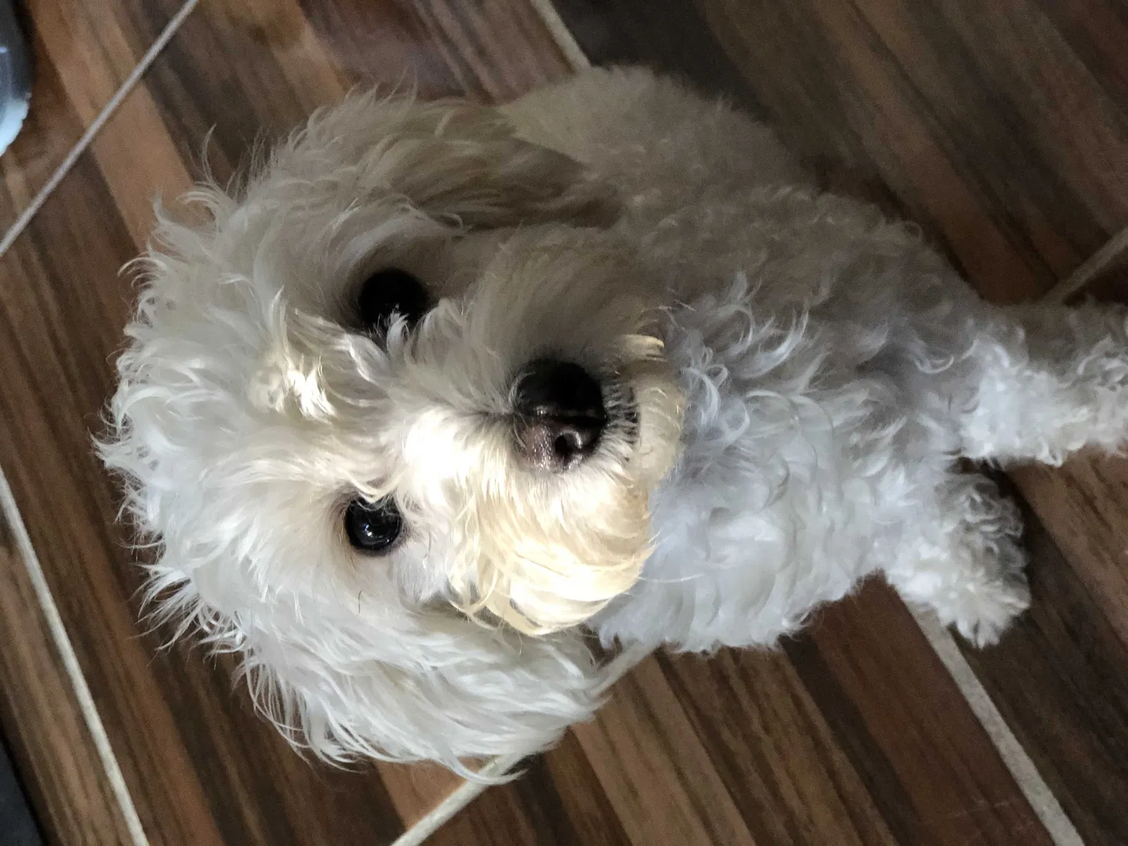 Lost dog in National City, CA, 91950