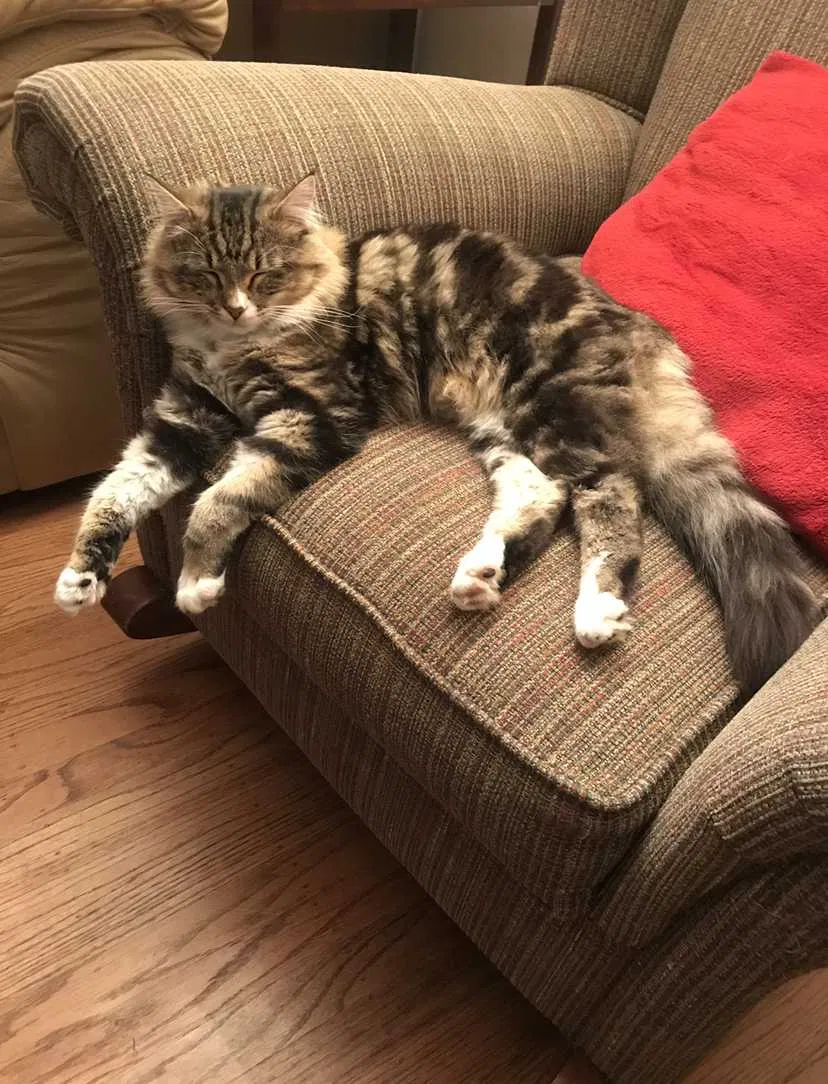 Lost cat in Sacramento, CA, 95819