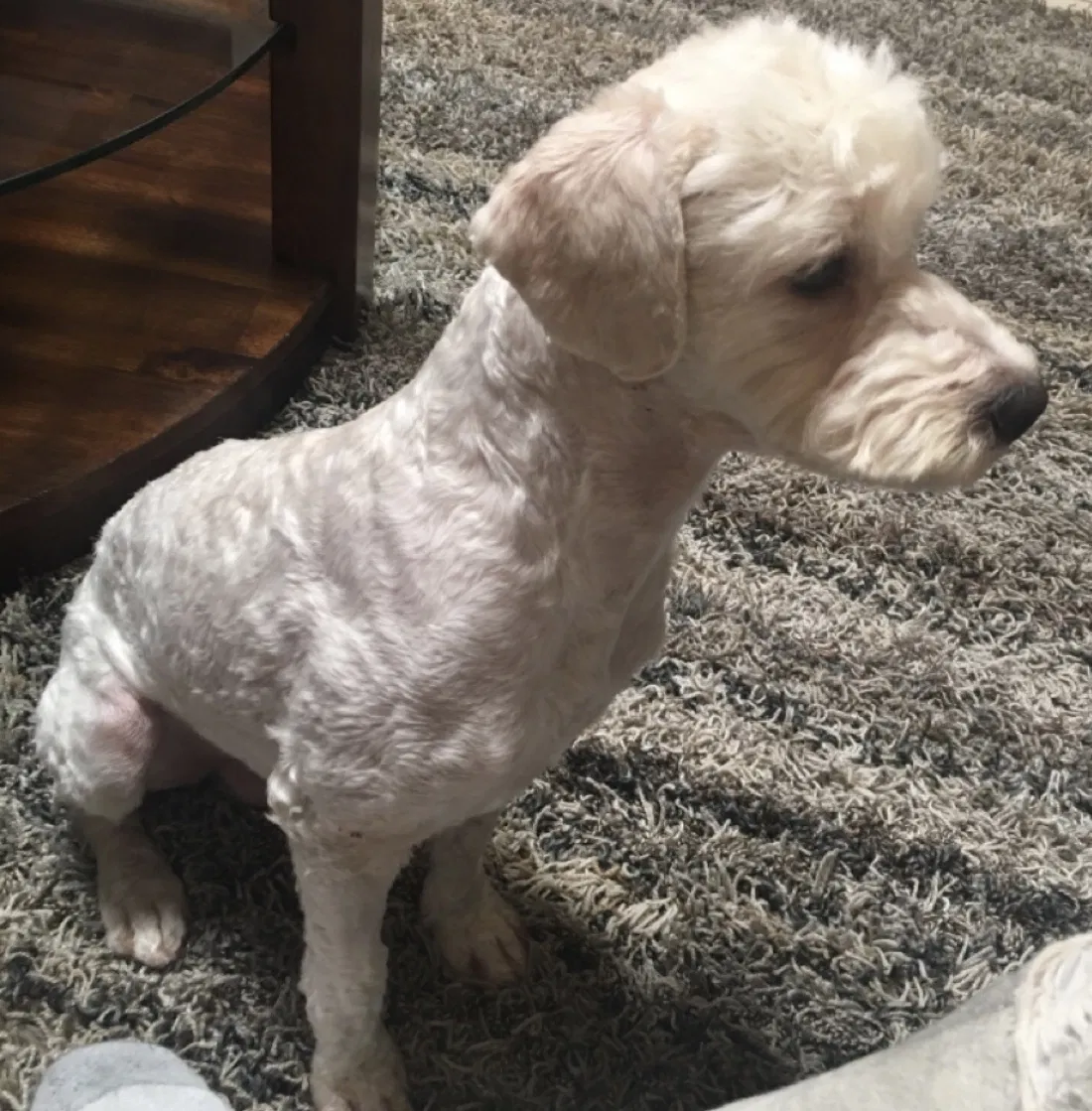 Lost dog in Phoenix, AZ, 85037