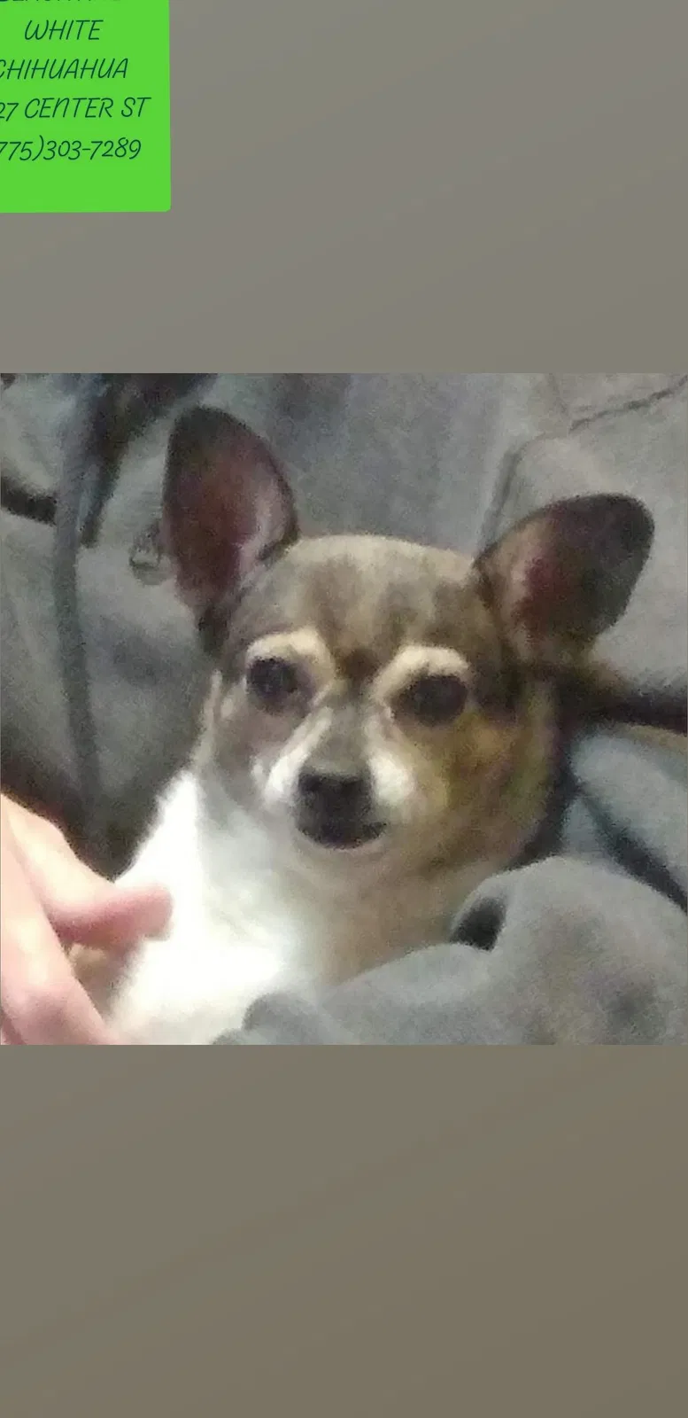 Lost dog in Henderson, NV, 89015